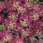 Аліссум Істе Боннет темно-рожевий (dark pink) /1.000 насінин/ *Pan American*