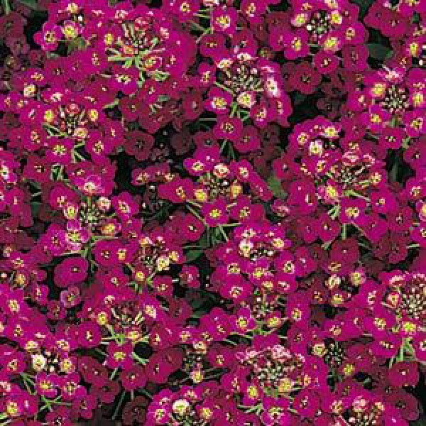 Семена алиссума Исте Боннет фиолетовый (violet) /1000 семян/ *Pan American*