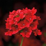 Вербена Обсешн Каскад F1 скарлет (scarlet) /50 насінин/ *Syngenta*