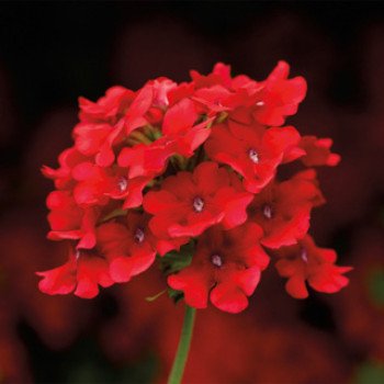Вербена Обсешн Каскад F1 скарлет (scarlet) /50 семян/ *Syngenta*