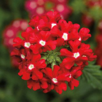 Вербена Обсешн Каскад F1 красная с глазком (red with eye) /50 семян/ *Syngenta*