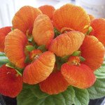 Кальцеолярія Данті F1 бронзова (bronze) /100 насінин (драже)/ *Sakata*