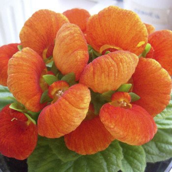 Кальцеолярія Данті F1 бронзова (bronze) /100 насінин (драже)/ *Sakata*