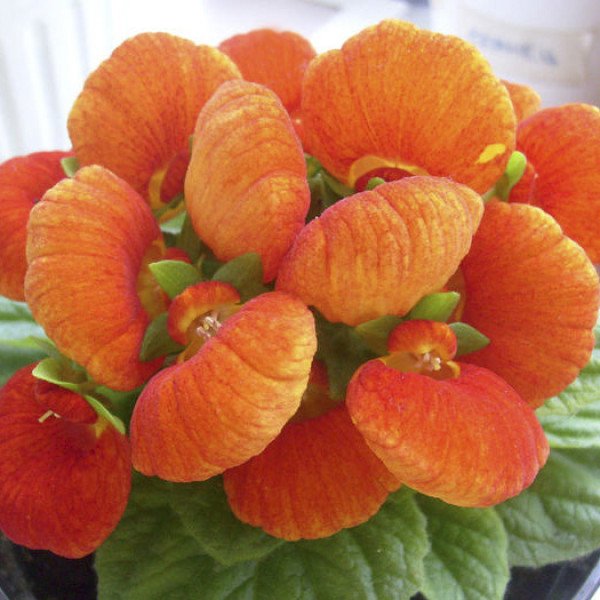 Насіння кальцеолярії Данті F1 бронзова (bronze) /100 насінин (драже)/ *Sakata*