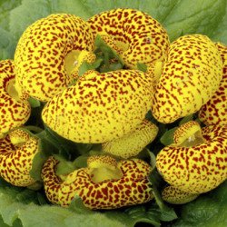 Кальцеолярия Данти F1 желтая с точкой (yellow with spots) /100 семян (драже)/ *Sakata*