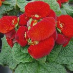 Кальцеолярія Данті F1 червона (red) /100 насінин (драже)/ *Sakata*