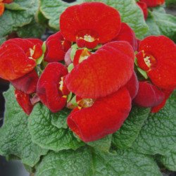 Кальцеолярия Данти F1 красная (red) /100 семян (драже)/ *Sakata*