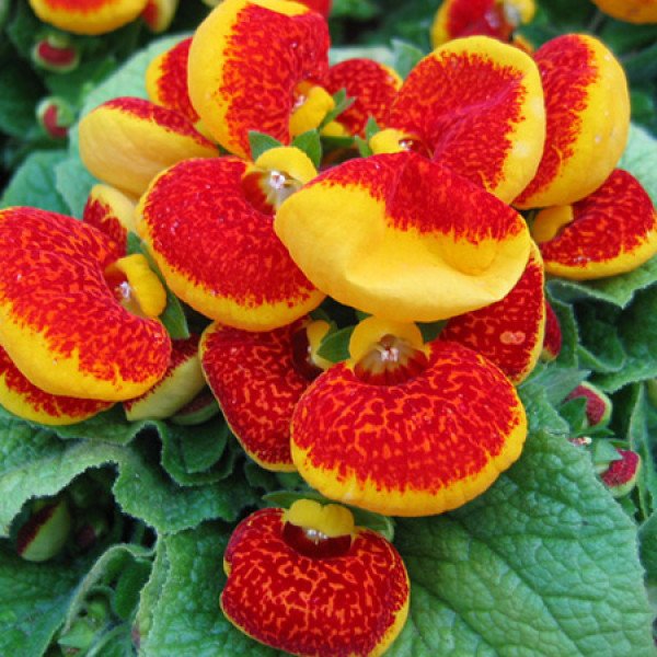 Семена кальцеолярии Данти F1 красно-желтая (red yellow) /100 семян (драже)/ *Sakata*