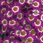 Перикаллис Джестер F1 карминовый биколор /100 семян/ *Syngenta*