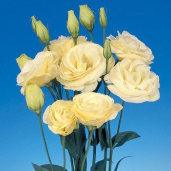 Еустома Маріачі F1 жовта (yellow) /50 насінин/ *Sakata*