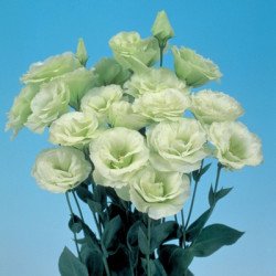 Эустома Мариачи F1 лайм грин (lime green) /50 семян/ *Sakata*