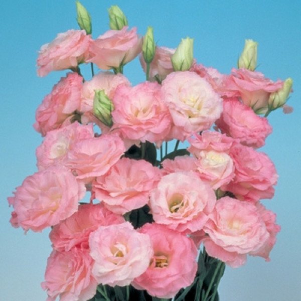 Семена эустомы Мариачи F1 мисти пинк /50 семян/ *Sakata*