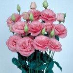 Еустома Маріачі F1 пінк /50 насінин/ *Sakata*