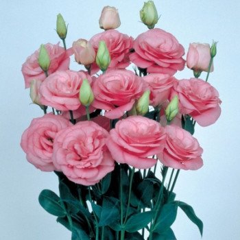 Еустома Маріачі F1 пінк /50 насінин/ *Sakata*