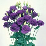 Еустома Маріачі F1 синя /50 насінин/ *Sakata*