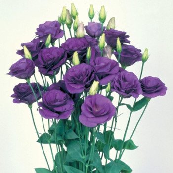 Еустома Маріачі F1 синя /50 насінин/ *Sakata*