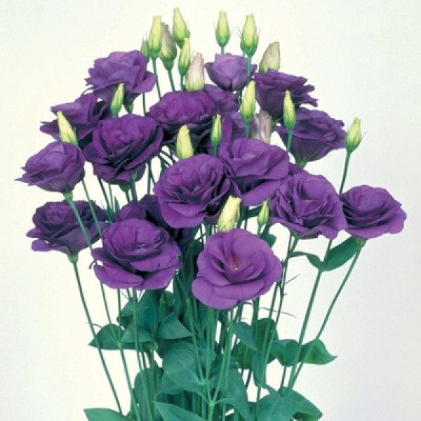 Насіння еустоми Маріачі F1 синє /50 насінин/ *Sakata*