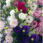 Эустома Мариачи F1 смесь (mix) /50 семян/ *Sakata*