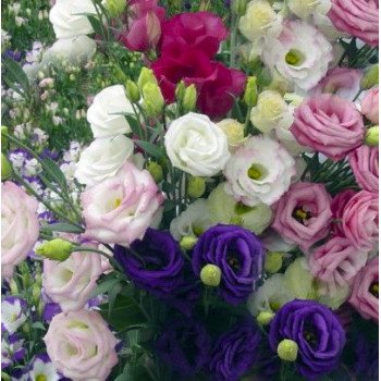 Еустома Маріачі F1 суміш (mix) /50 насінин/ *Sakata*