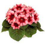 Глоксинія Аванті F1 піач роуз (peach rose) /100 насінин (драже)/ *Sakata*