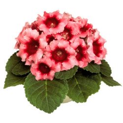 Глоксиния Аванти F1 пиач роуз (peach rose) /100 семян (драже)/ *Sakata*