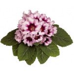 Глоксиния Аванти F1 светло-фиолетовая с темной сердцевиной (light violet with dark throat) /100 семян (драже)/ *Sakata*