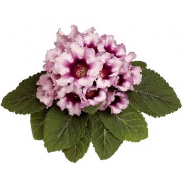 Насіння глоксинії Аванті F1 світло-фіолетова з темною серцевиною (light violet with dark throat) /100 насінин (драже)/ *Sakata*