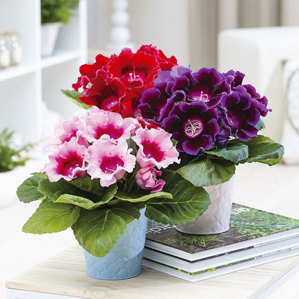 Насіння глоксинії Аванті F1 суміш (mix) /100 насінин (драже)/ *Sakata*