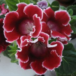 Глоксиния Аванти F1 красная с ободком (red with edge) /100 семян (драже)/ *Sakata*