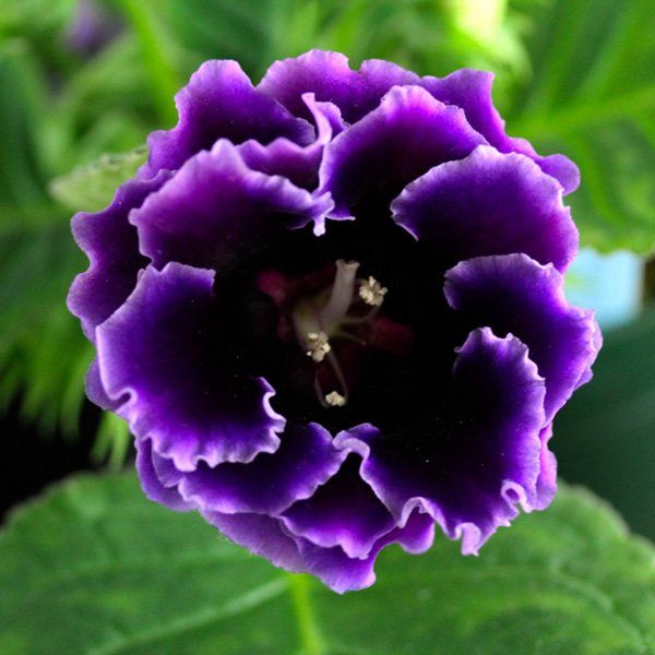 Насіння глоксинії Брокад F1 синя (blue) /100 насінин (драже)/ *Sakata*