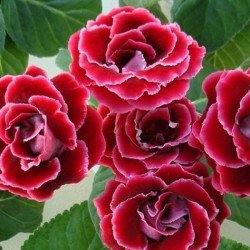 Глоксиния Брокад F1 красная (red) /100 семян (драже)/ *Sakata*