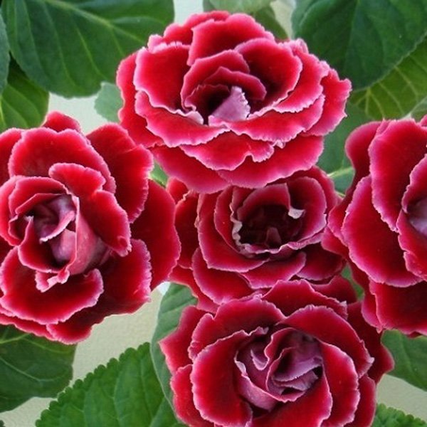 Семена глоксинии Брокад F1 красная (red) /100 семян (драже)/ *Sakata*