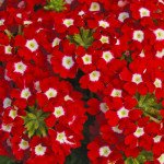 Вербена Тускани F1 скарлет с глазком (scarlet with eye) /100 семян/ *Syngenta*