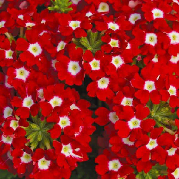 Семена вербены Тускани F1 скарлет с глазком (scarlet with eye) /100 семян/ *Syngenta*