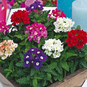 Вербена Тускани F1 смесь (mix) /100 семян/ *Syngenta*