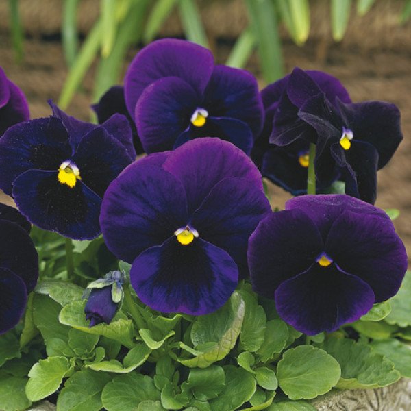 Насіння віоли Карма F1 пурпурна /100 насінин/ *Syngenta*