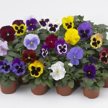 Виола Карма F1 смесь /100 семян/ *Syngenta*