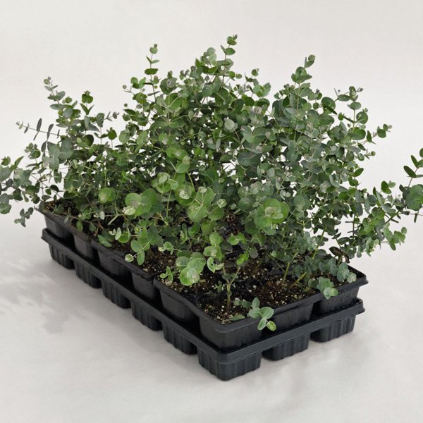 Семена эвкалипта Сильвер Дроп /100 семян/ *Benary*