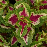 Колеус Визард роуз (rose) /100 семян/ *Pan American*