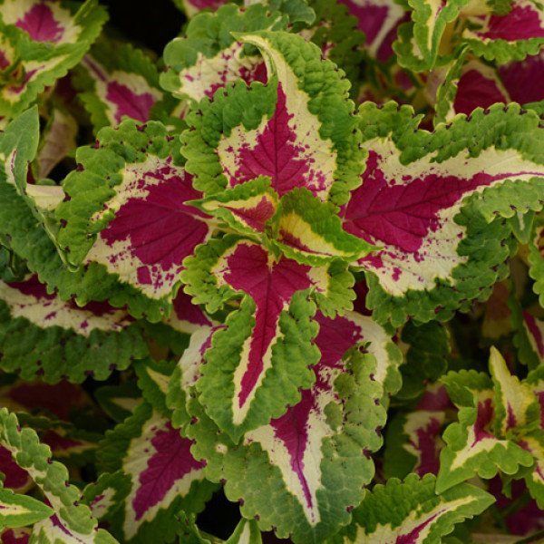 Насіння колеуса Візард роуз (rose) /100 насінин/ *Pan American*