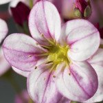 Камнеломка Хайлендер розовая с прожилками (rose shades) /100 семян (драже)/ *Syngenta*