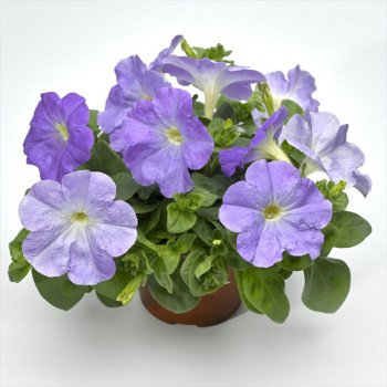 Петунія Рамблін F1 блакитна /100 насінин/ *Syngenta*