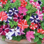 Петунія Ламбада F1 зіркова суміш (all star mixture) /1.000 насінин (драже)/ *Hem Genetics*