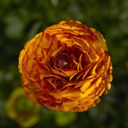 Ранункулюс Меджік F1 шоколад /50 насінин/ *Syngenta*