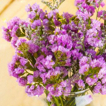 Кермек Розовая нежность /10 г/ *Hem Zaden*