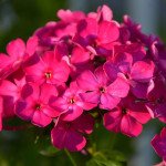 Флокс Етні темно-рожевий (dark pink) /100 насінин/ *Pan American*