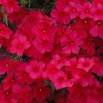 Флокс Етни красный (red) /100 семян/ *Pan American*