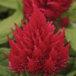 Целозія Айс Крем черрі (cherry) /200 насінин (драже)/ *Pan American*