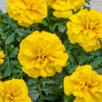 Чорнобривці Чіка лимонні /200 насінин/ *Hem Genetics*