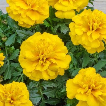 Чорнобривці Чіка лимонні /200 насінин/ *Hem Genetics*